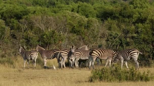 Alert Plains Zebras — Stock Video