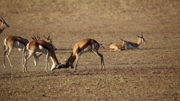 Борьба с антилопами Спрингбок — стоковое видео