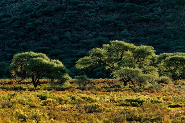 Africká krajina — Stock fotografie