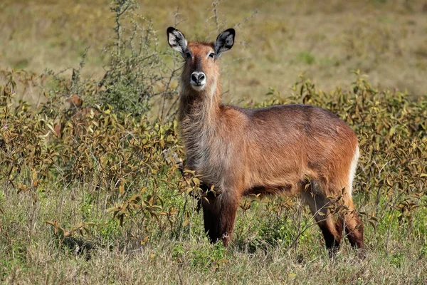 Defassa waterbuck — Stock Photo, Image