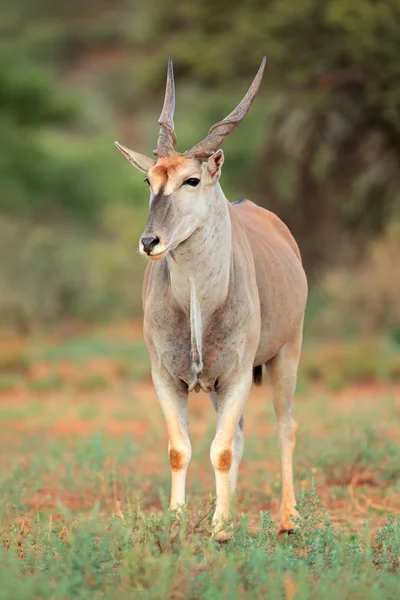Antilope des terres — Photo