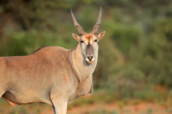 Eland antelope — Stockfoto