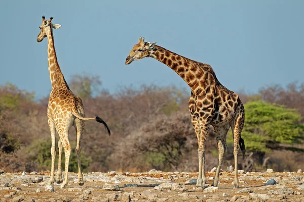 Giraffes in natural habitat — Stock Photo, Image