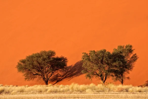 Duna de arena y árboles — Foto de Stock