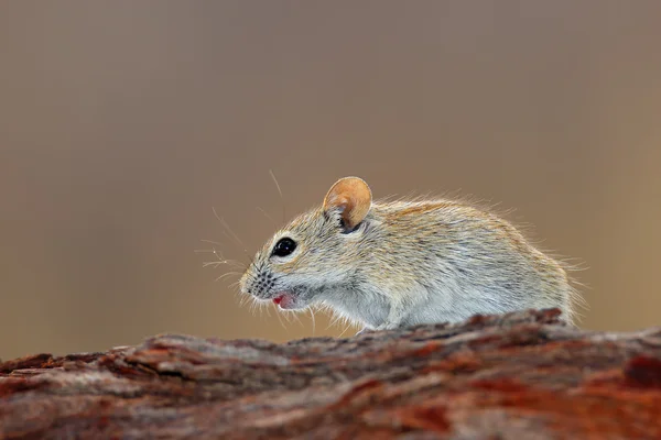 Полосатая мышь — стоковое фото