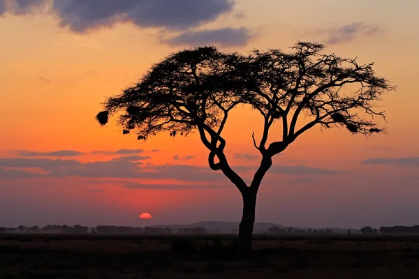 Захід сонця з силуетним деревом — стокове фото