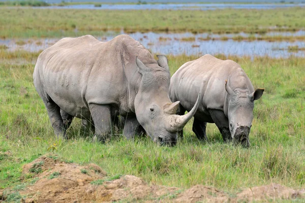 Rhinocéros blanc se nourrissant — Photo