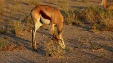 Besleme springbok antilop