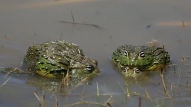 Afrika dev kurbağalarla çiftleşme