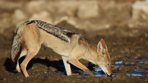 Black-backed Chacal beber — Vídeo de Stock