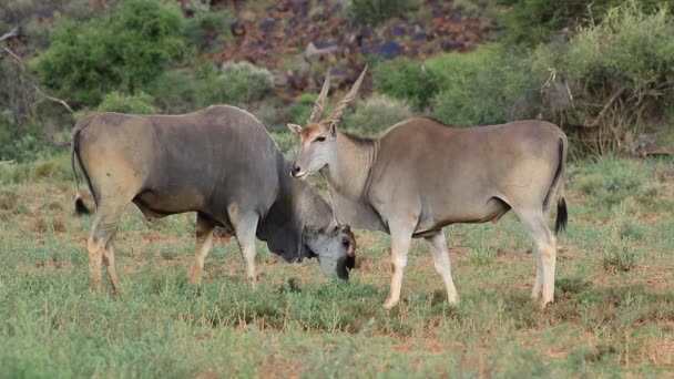 Alimentación de antílopes eland — Vídeo de stock