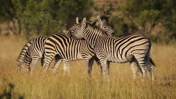 Planícies interagindo Zebras — Vídeo de Stock