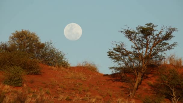 Kalahari paisagem da lua — Vídeo de Stock
