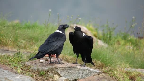 Ravens de cuello blanco — Vídeo de stock