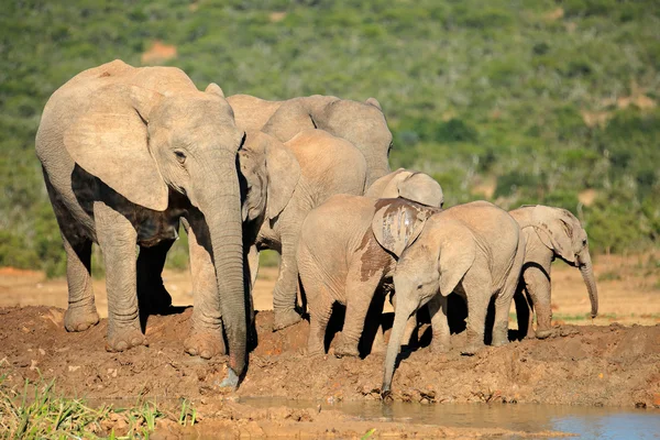 Afrikai elefántcsalád — Stock Fotó