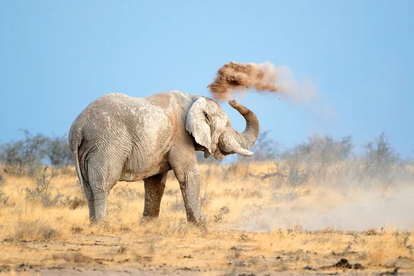 Elefante africano en polvo — Foto de Stock