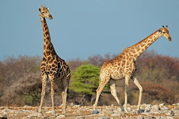 Giraffe in habitat naturale — Foto Stock