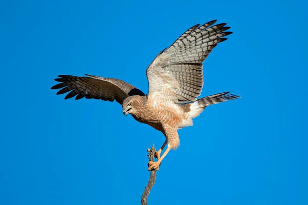 Blek mässande duvhök — Stockfoto