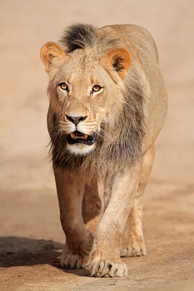 León africano andante —  Fotos de Stock