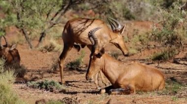 Kırmızı hartebeest antilop