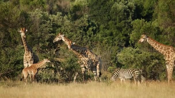 Girafas e zebras em habitat natural — Vídeo de Stock