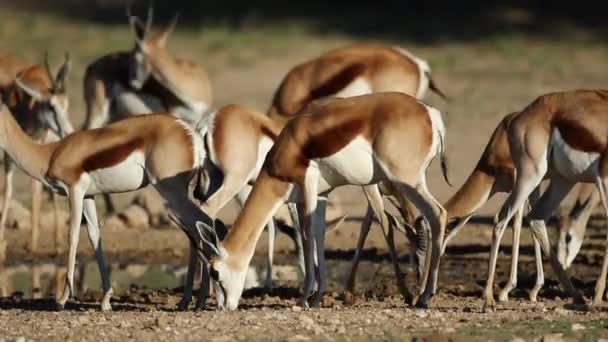 Antílopes Springbok en el abrevadero — Vídeos de Stock