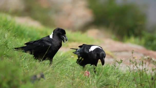 White-necked ravens feeding — Stock Video