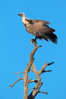 White-backed vulture clipart