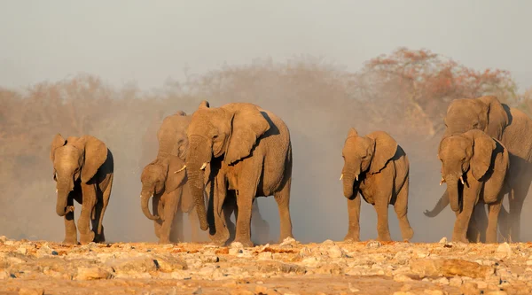 African elephants in dust — Stock Photo, Image