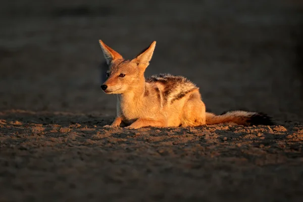 Black-backed Jackal — Stock Photo, Image