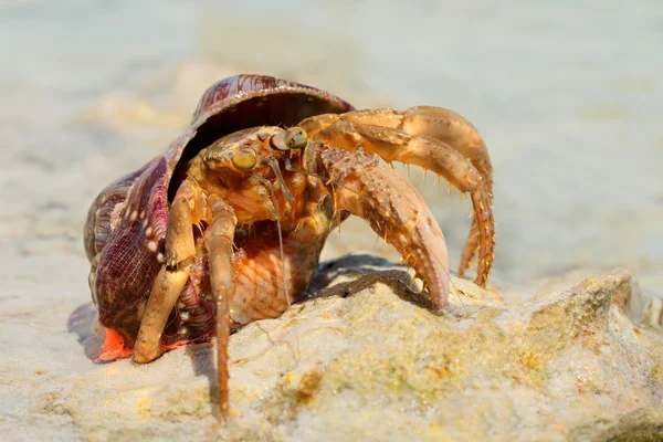 Granchio eremita — Foto Stock