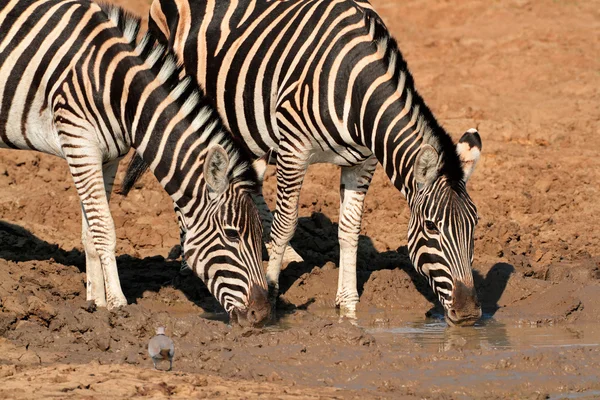 Planícies zebras água potável — Fotografia de Stock