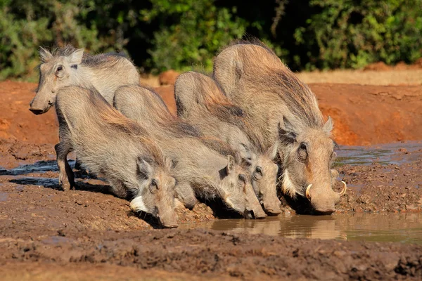 Warzenschweine trinken Wasser — Stockfoto