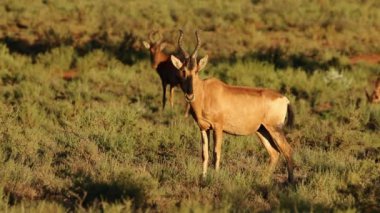 Kırmızı hartebeest antilop