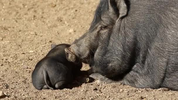 Cerdos de vientre común — Vídeos de Stock