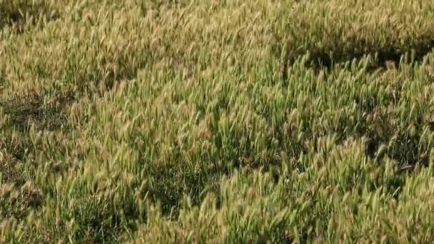 Sunlit grasses in wind — Stock Video