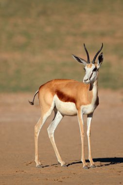 Springbok antilop