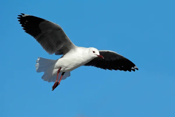 Hartlaubs gull in flight — Stock Photo, Image