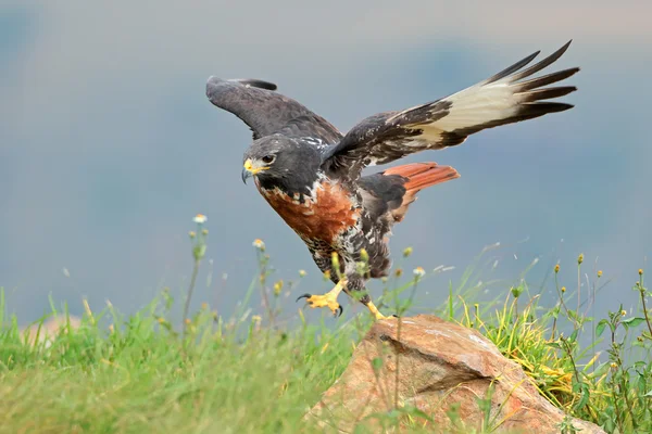 Jakhals buzzard — Stockfoto