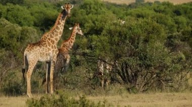 Zürafalar doğal ortamlarında