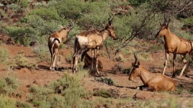 Kırmızı hartebeest antilop
