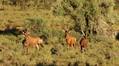 Kırmızı hartebeest etkileşim