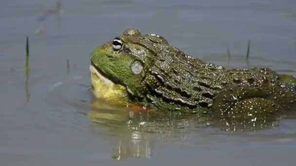 African giant bullfrog calling — Stock Video