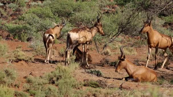 Czerwonego hartebeest antylopy — Wideo stockowe