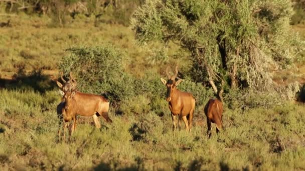 Czerwonego hartebeest interakcji — Wideo stockowe