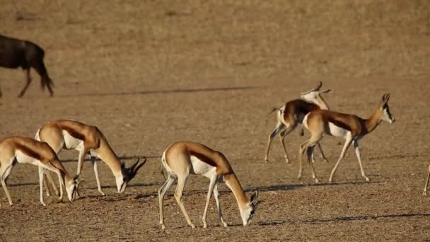 Antílopes Springbok y ñus azul — Vídeos de Stock