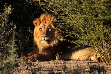 büyük erkek Afrika aslanı