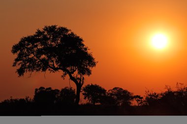 kontrast bir ağaç Sunset