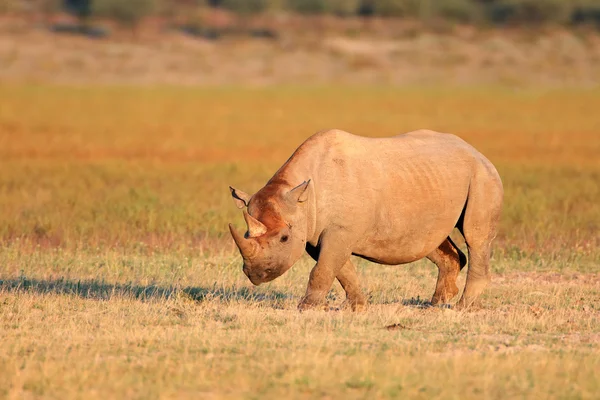 Rhinocéros noir — Photo