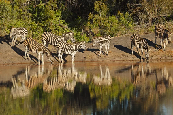 Planícies zebras água potável — Fotografia de Stock